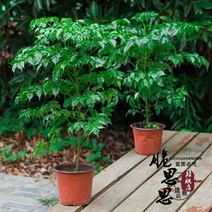 幸福四季常青花摇钱树卉招财树客厅办公盆栽富贵招财平安树吸甲醛