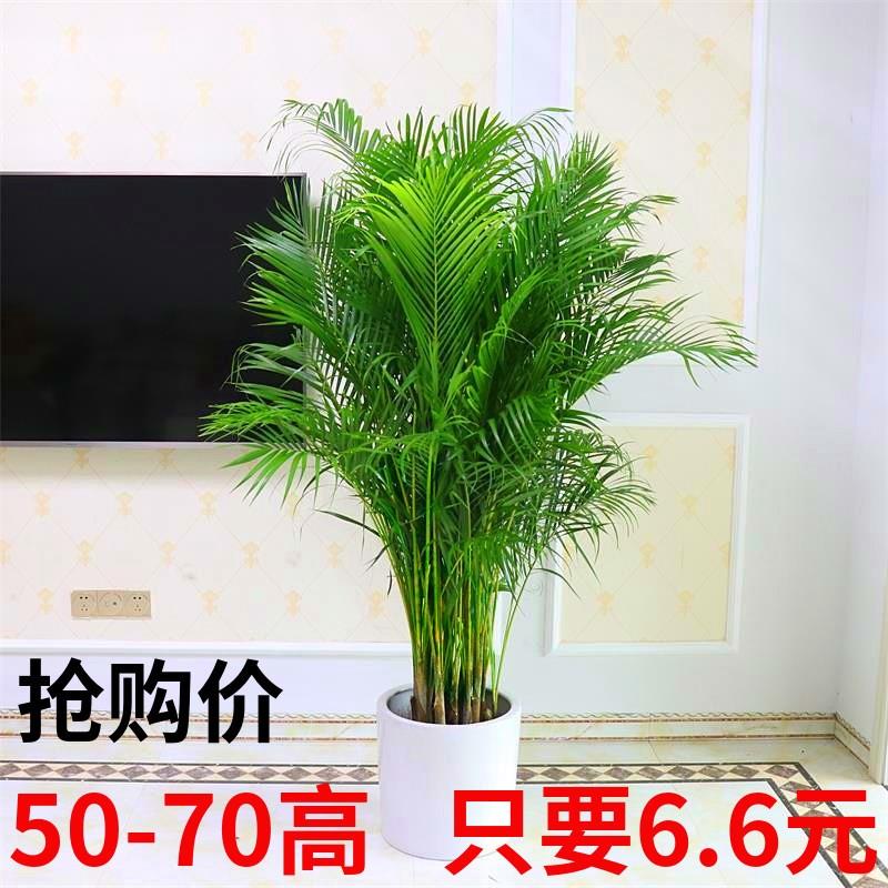 散尾葵盆凤尾竹植物栽大型绿植夏威夷竹子盆栽袖珍椰子富贵椰子