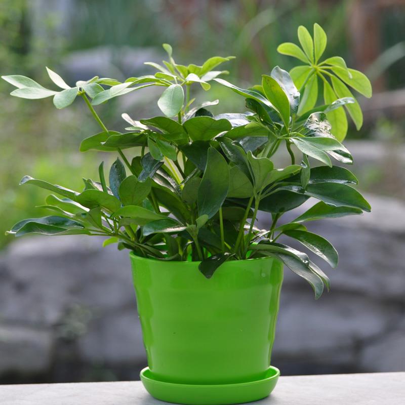 鸭脚木盆栽植物花室内卉四季常青七叶莲发财树阳台客厅绿植盆景苗
