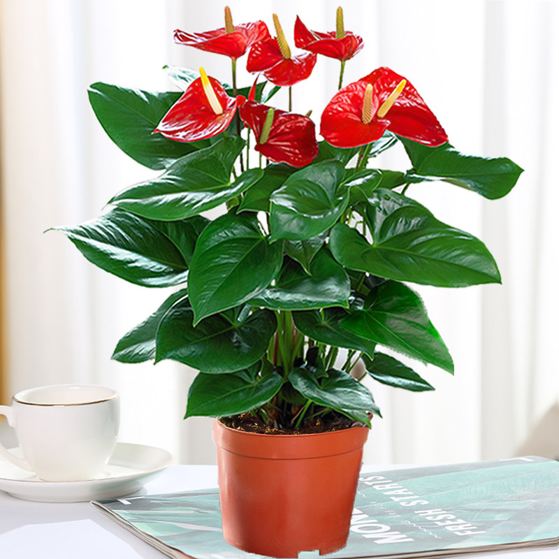 红掌白掌植物盆栽室内花卉好养水培一帆风顺大盆水养四季常青绿植