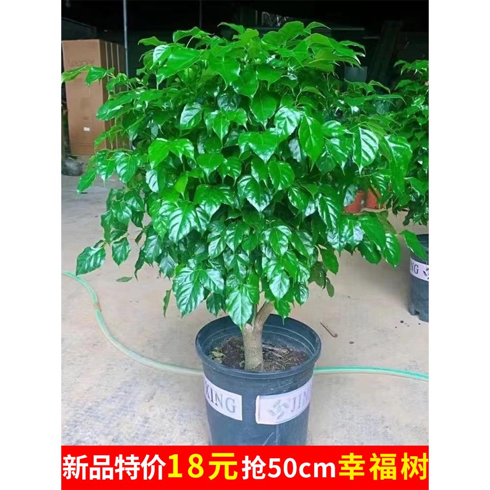幸福树盆常栽四季植物青办公室内好养盆景净化空气吸甲醛桌面绿植
