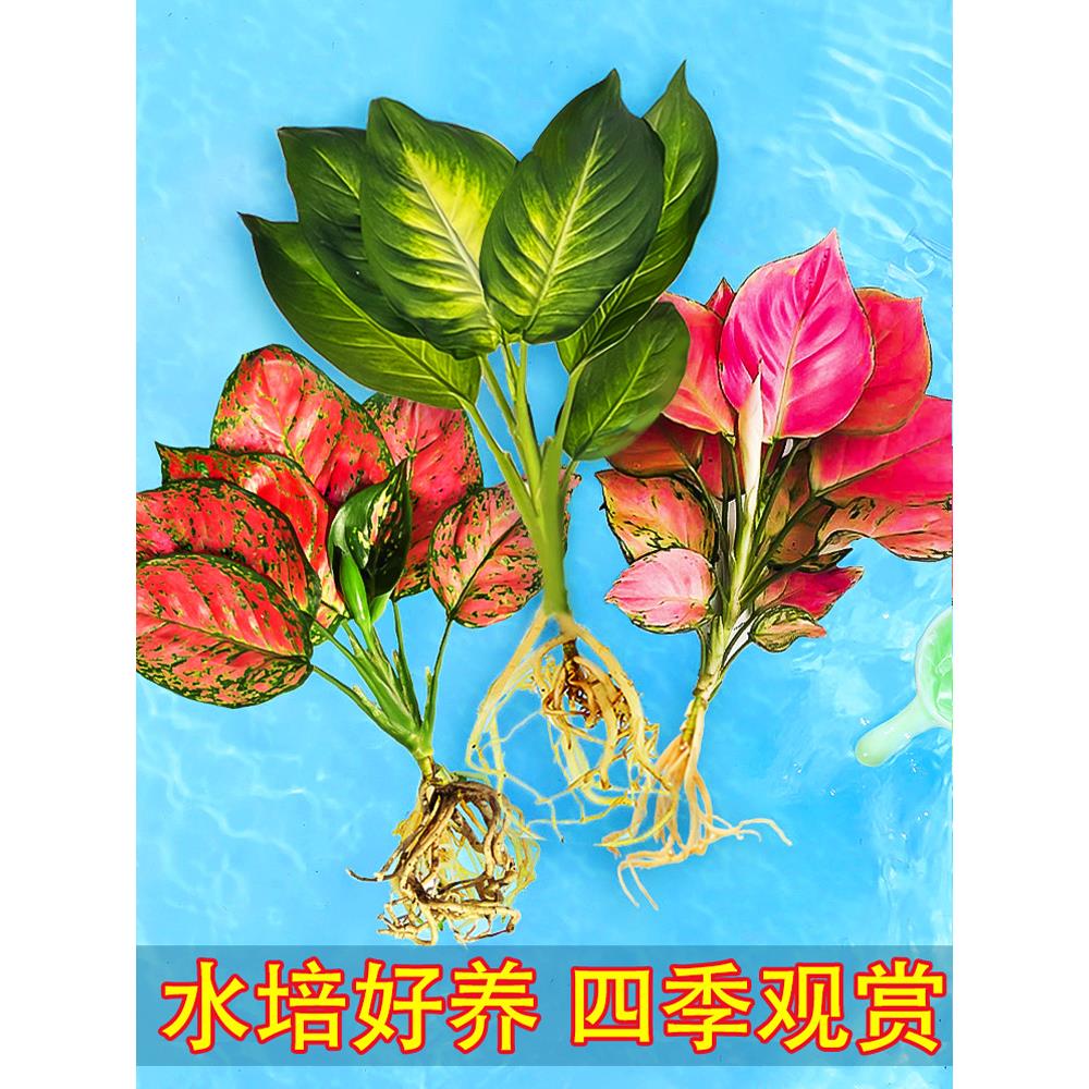 水培植物水养绿植室内白掌花卉盆栽文竹绿萝办公室四季水生富贵竹