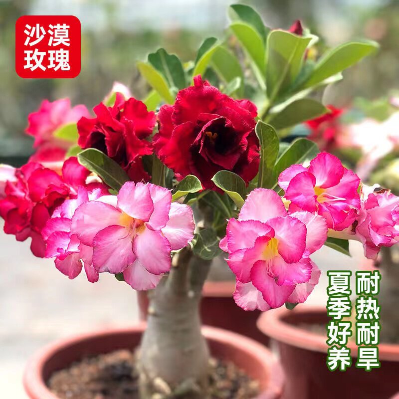 重瓣沙漠盆栽苗玫瑰花带花苞多肉植物老桩室内外绿植盆景四季开花