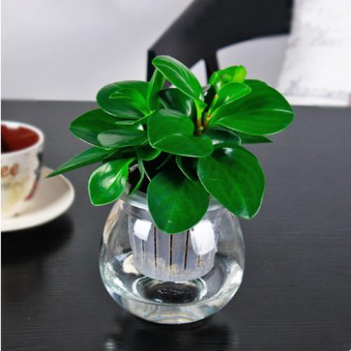 四季常青吸烟豆瓣鬼绿花青叶碧玉室内盆栽水培观叶绿植净化空气