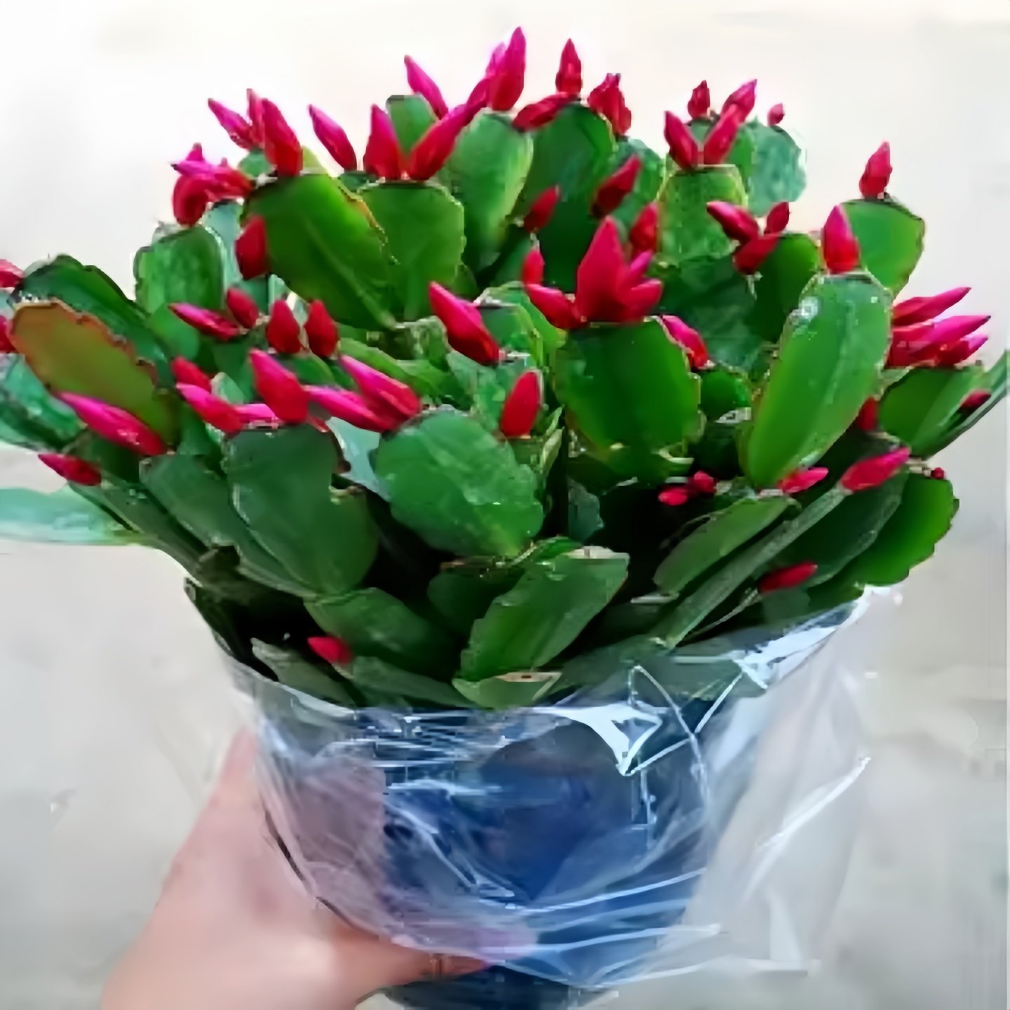 蟹花兰栽卉植绿物室内植阳台庭院好养盆活爪苗蟹螃抓莲