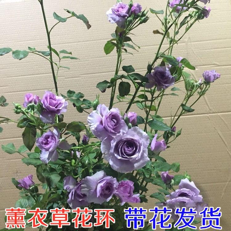 欧洲进口藤爬攀援月季植物薰衣草花环庭院盆栽花苗蓝色藤本月季苗