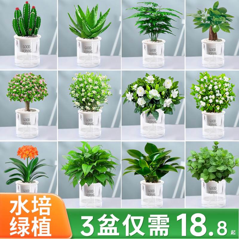 绿萝箩吊发财树花卉兰盆栽小绿植办公室内除甲醛水培好养多肉植物