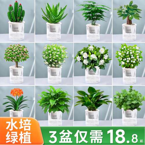 绿萝箩吊发财树花卉兰盆栽小绿植办公室内除甲醛水培好养多肉植物