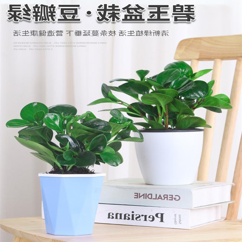 豆瓣绿多肉植物盆栽黄金葛室内客厅桌面绿植碧玉好养水培植物花卉