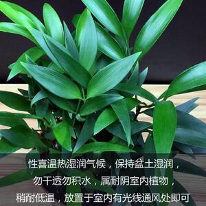 竹柏盆栽室内植物客厅桌面小型绿植四季常青平安竹杀菌驱蚊草除臭