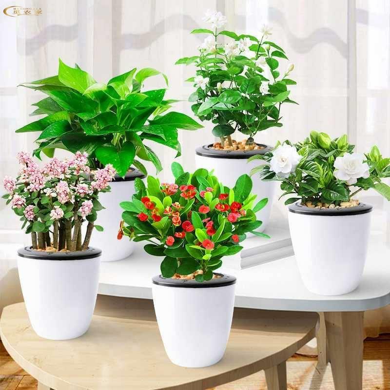 茉莉花栀盆栽九子花卉里香室内植物水培绿萝发财树办公室绿植多肉