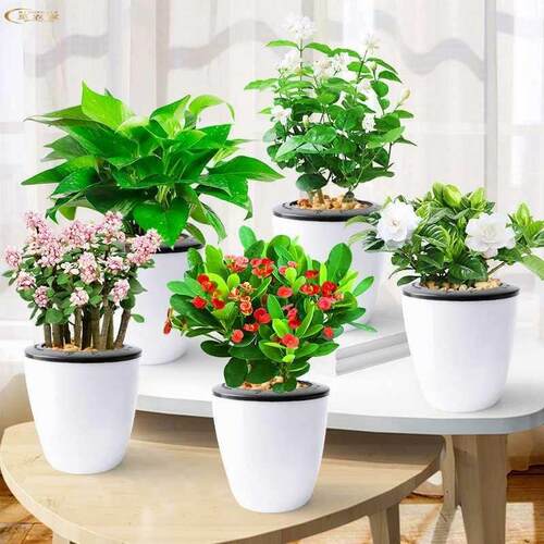 茉莉花栀盆栽九子花卉里香室内植物水培绿萝发财树办公室绿植多肉