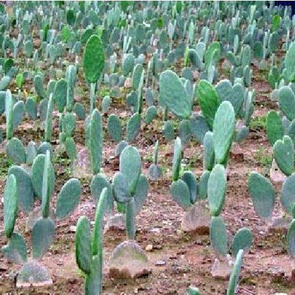 可食用仙人掌植物盆栽绿植室内防辐射四季办公室客厅新鲜多肉提神