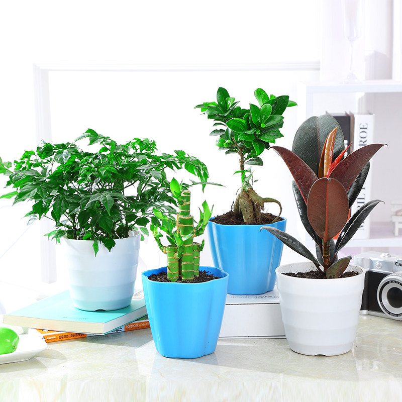 发财树盆室内栽水培绿植花卉绿萝吊兰植物富贵竹栀子花文竹盆景