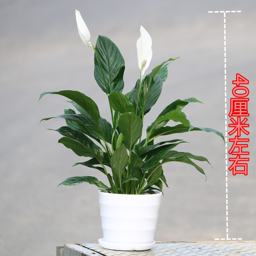 白掌盆栽植物水培绿箩办公室桌面水养一帆风顺四季开花卉净化空气