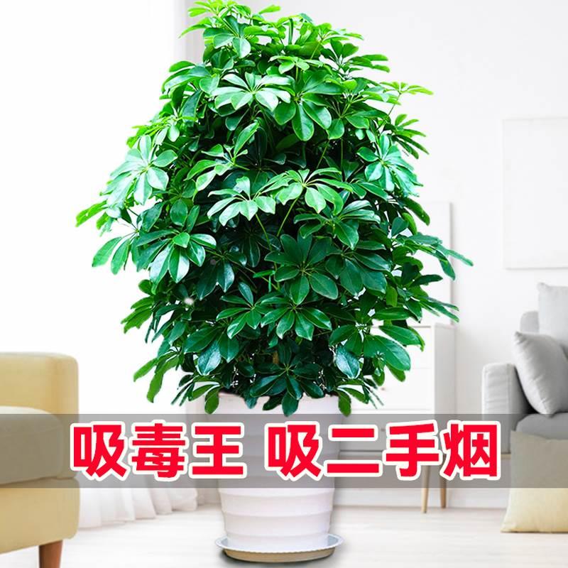 七叶莲水盆栽培树招财植物八方来财鸭脚木室内绿植花卉发财树水养