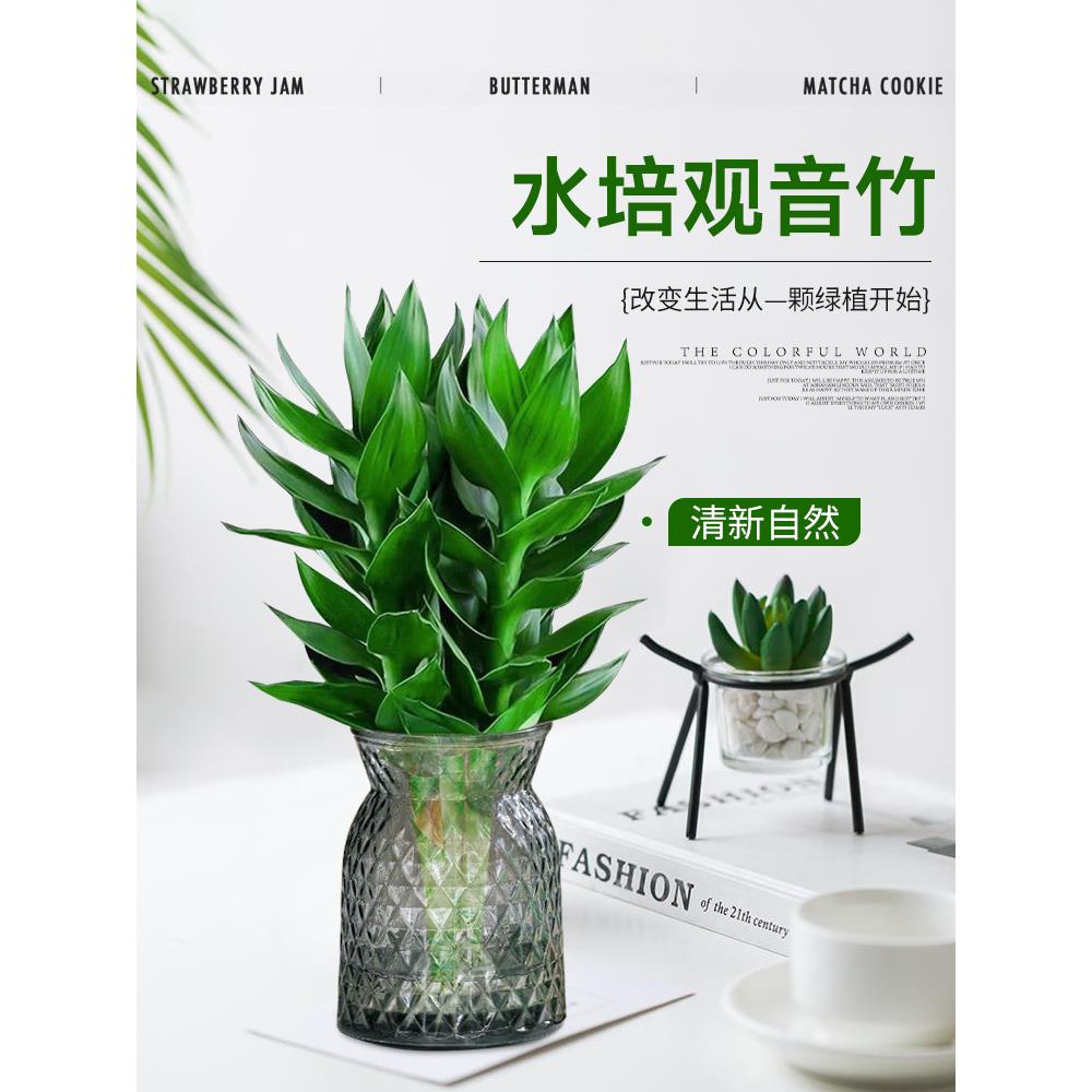 富贵竹水培观音竹植物带根花卉绿植绿萝室内盆栽转运竹子水养好养