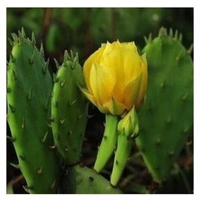 万重山仙植物多肉人掌花卉绿植盆栽阳台四季好养易活绿植仙人球