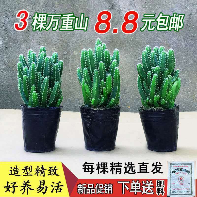 多肉万重山小绿植盆栽花苗多肉组合仙人掌植物办公室桌面喜阳室内