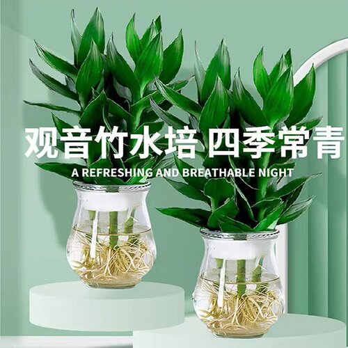 观音竹富植物水培贵竹花卉盆栽室内水养转运竹子办公绿植带根好养