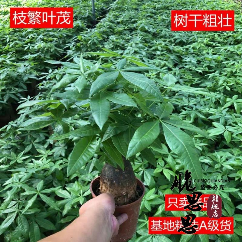 发财树盆室内栽桌客厅面绿植小盆景大发财树苗招财树吸甲醛植物