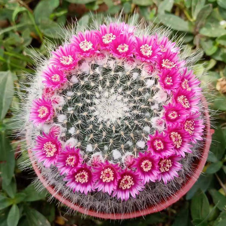 玉翁开花多肉植仙人球物盆栽花卉室内阳台防辐射绯花玉仙人掌肉肉
