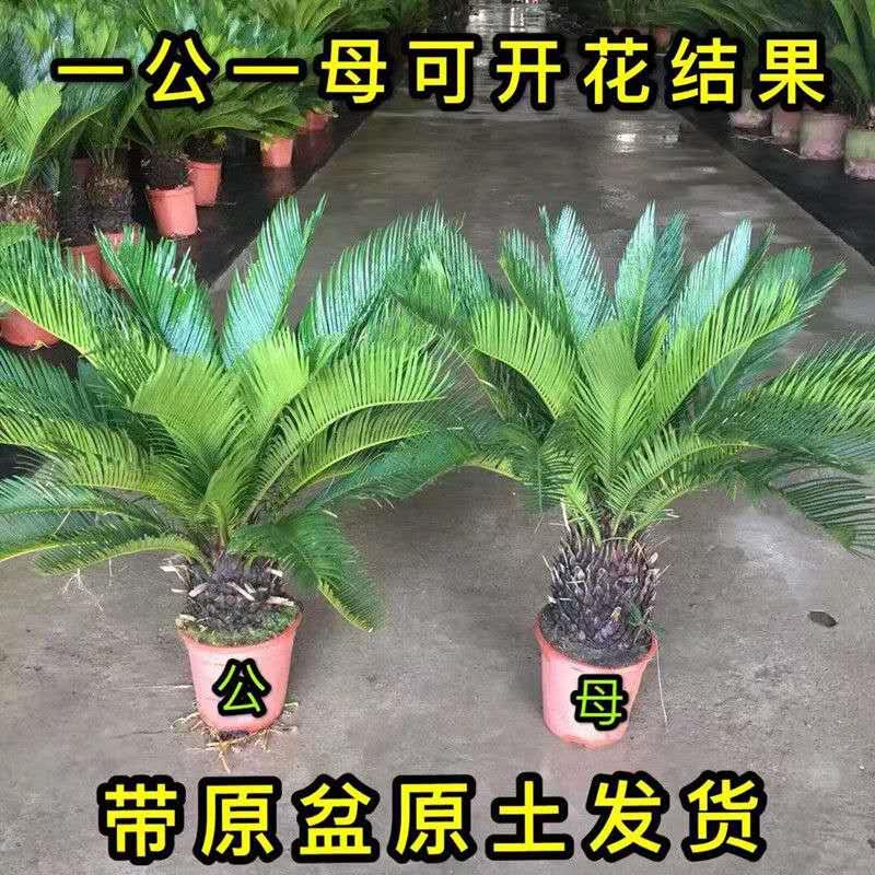 铁树盆栽夏季小铁树苗植物大型盆景铁树公母庭院幼苗四季常青绿植