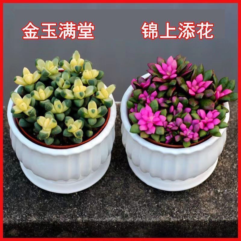 【金玉满鹿角海棠堂】锦多肉植物白松锦室内阳台聚财肉肉花卉盆栽