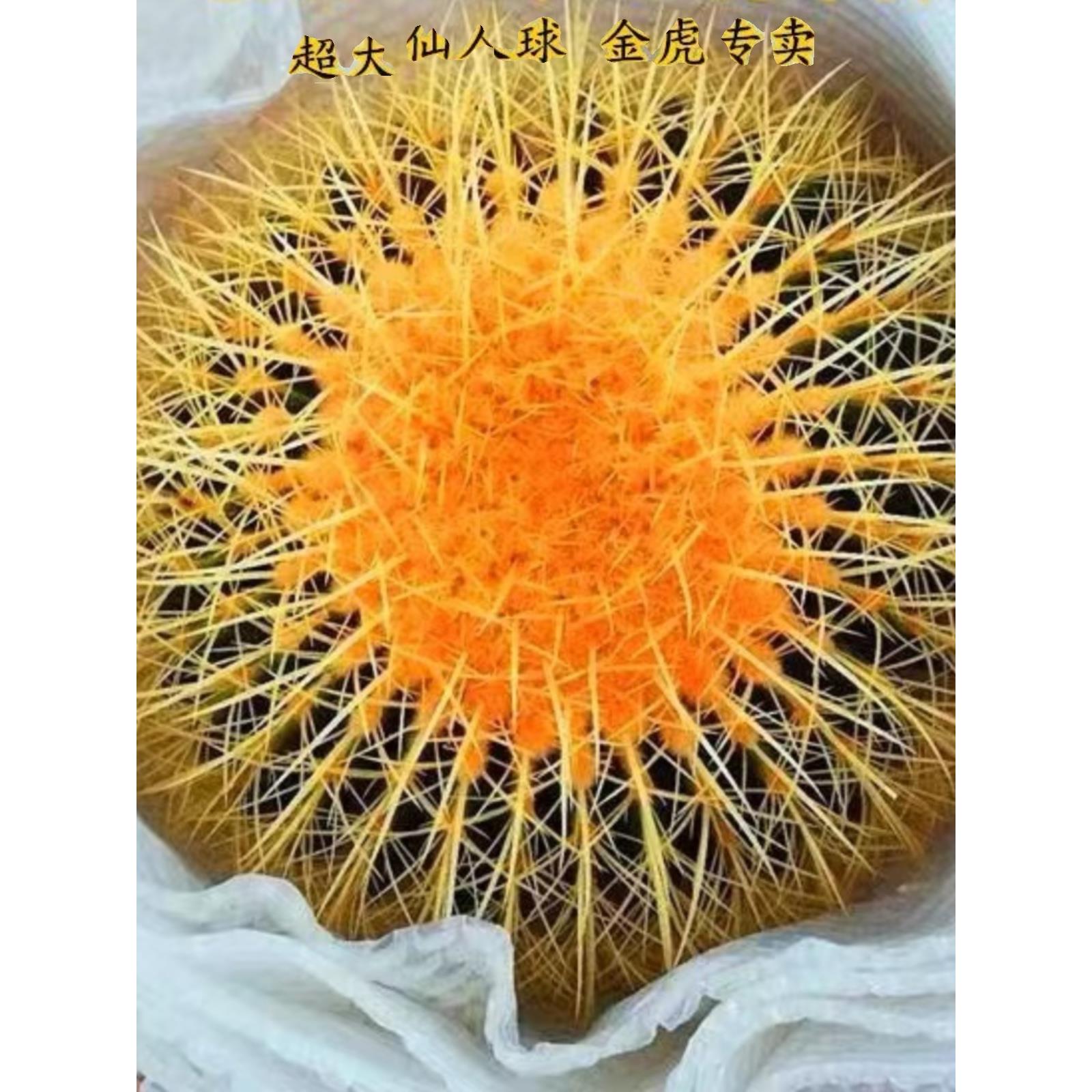 大金琥金虎盆栽仙人球室内多肉植物仙人掌类办公桌面绿植大仙人球