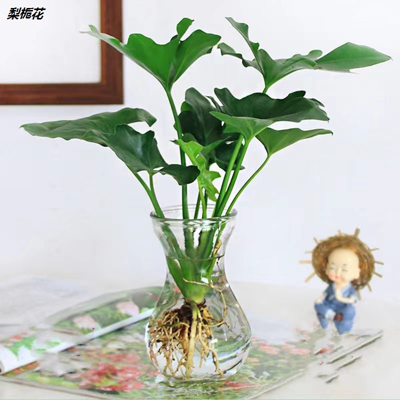 春羽绿植客厅室内盆栽花卉水养水生好养办公室绿萝春雨水培植物