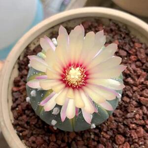 实生星兜西瓜兜兜锦多肉植物开花仙人球组合防辐射四季好养盆栽