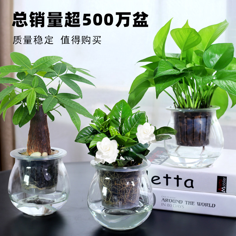 绿萝栀子花常春发财树藤文竹室内水培绿色小植物净化空气盆栽绿植