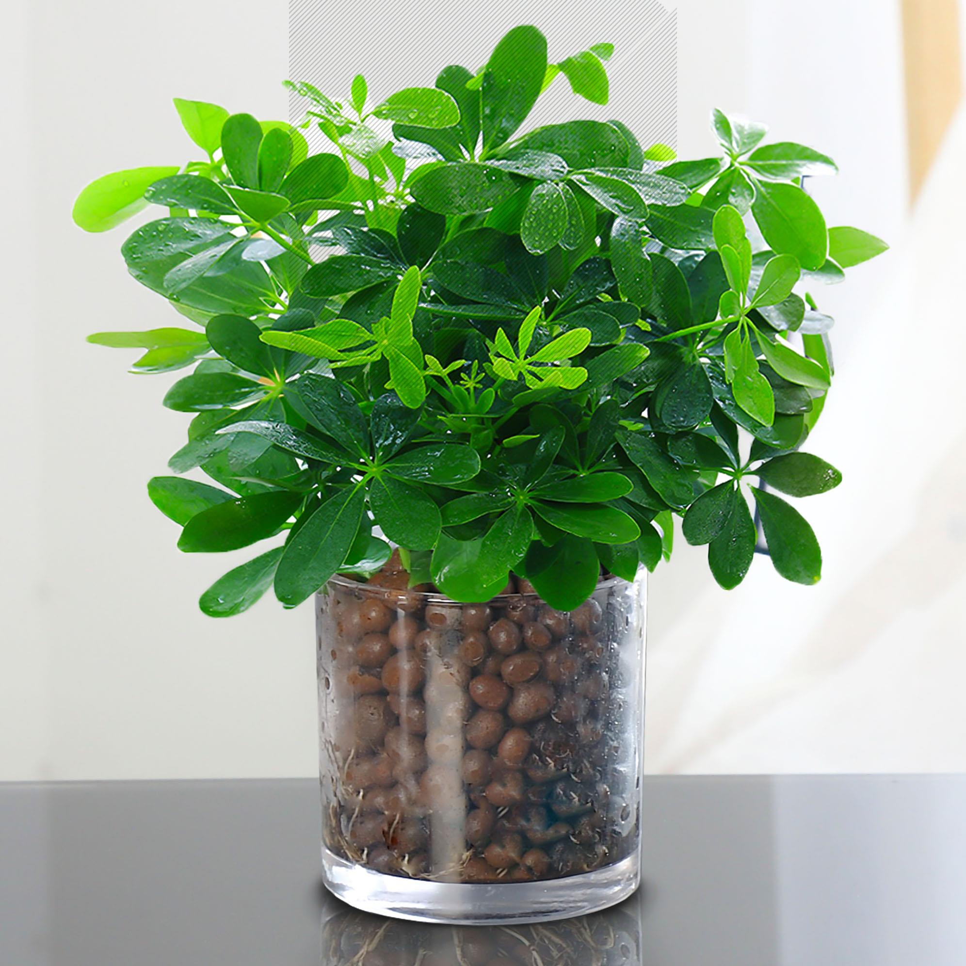 鸭脚木盆栽水培植物室内四季常青八方来财招财树净化空气绿植花卉