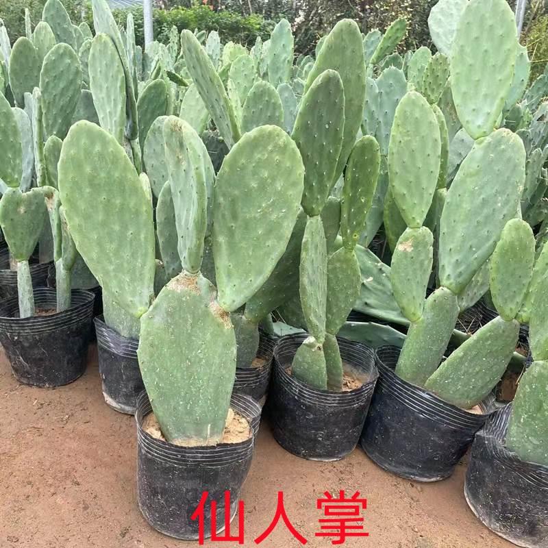 仙人掌盆墨西哥新鲜栽米邦塔可食用药用仙人掌种植外敷绿植
