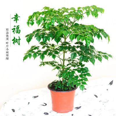 福树栽盆卉植物平树安幸发财树客厅办公内室花大小型绿植盆景
