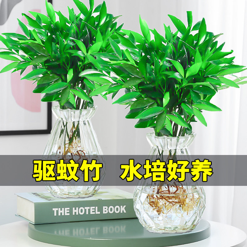 水培驱蚊盆栽竹柏富贵竹水养植物驱蚊草室内客厅绿植花卉四季常青