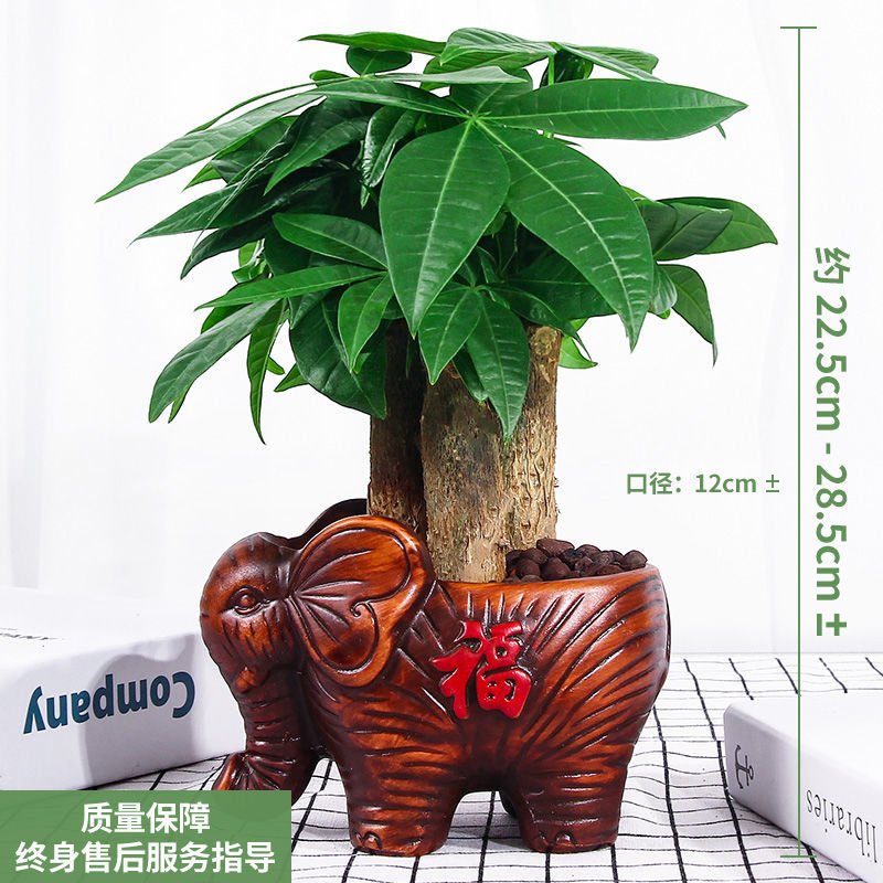 发财树盆室内绿植花栽卉植物办公室桌面盆景防辐射送礼摇钱招财树