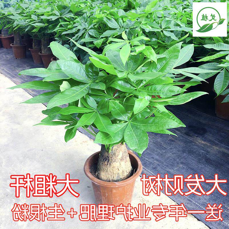 发财树盆栽招财树客厅四季常青防辐射绿植物室内桌面水培花卉盆景