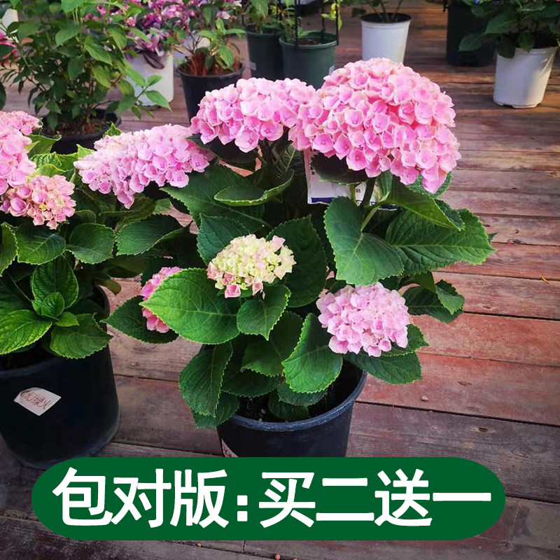 重瓣绣球带花花苗盆栽苞无尽夏老桩四季开大花卉室内好养活绿植物