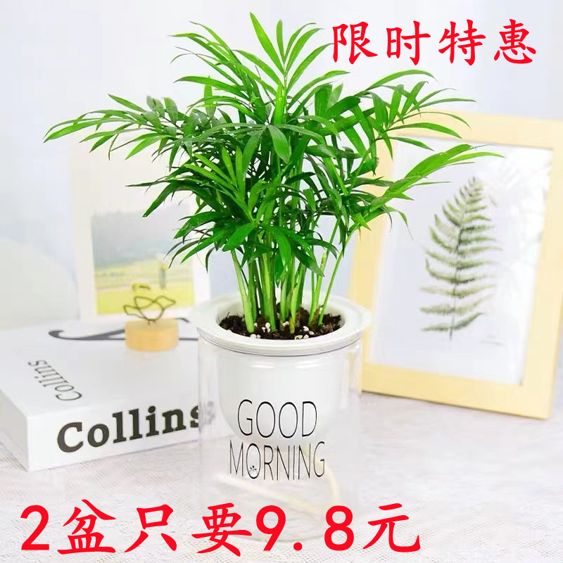 办公室小袖珍盆栽椰子喜阴室内水培植物文竹散尾葵花卉桌面绿植