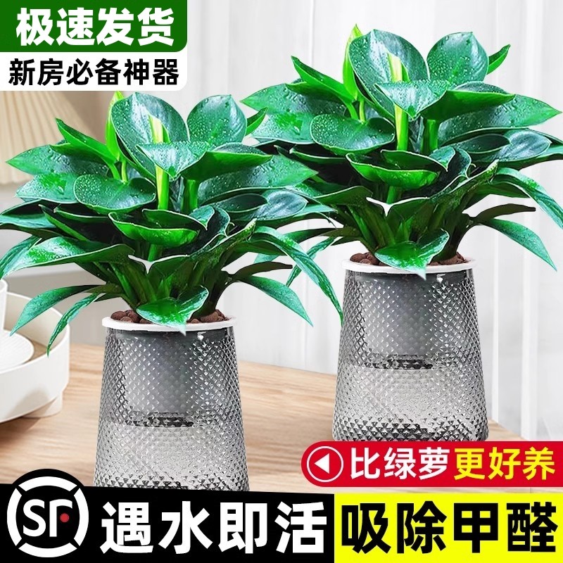 金钻盆栽绿萝箩水培植物室内好养花卉绿植多肉客厅新房吸除去甲醛