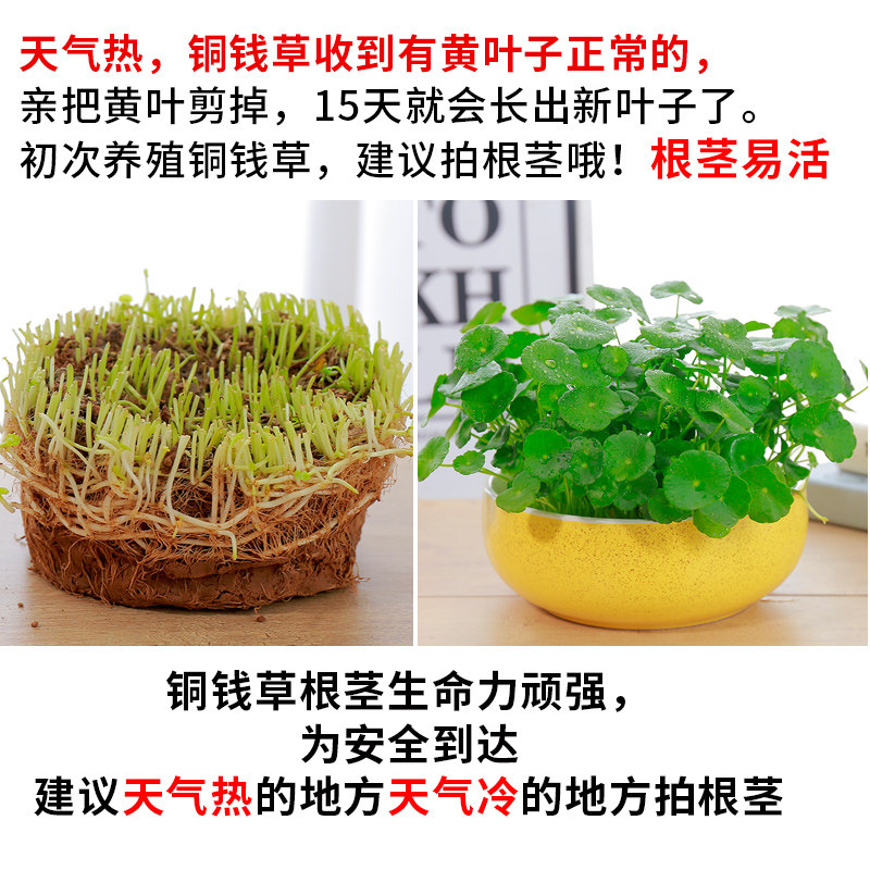 带叶铜钱草水培办植物公室内室内盆栽绿植花卉水生金钱草四季好养
