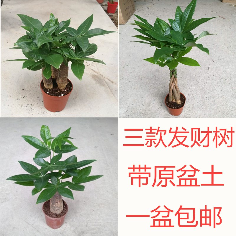 辫子独杆树苗盆栽发财小盆景招财金钱树发财树小苗办公客厅植物