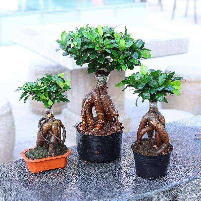 钱树盆景老木桩榕小叶榕苗造�型盆栽植人参榕室内绿植提根绿矮金f