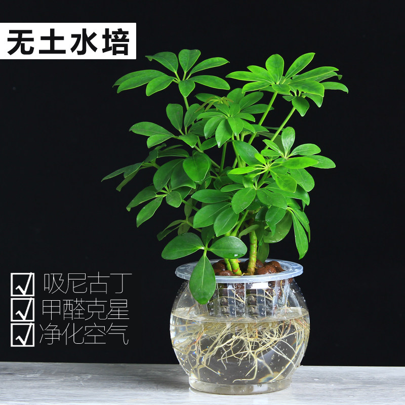 水培带根室内盆栽植物四季好养常青鸭脚木吸甲醛净化空气防辐射