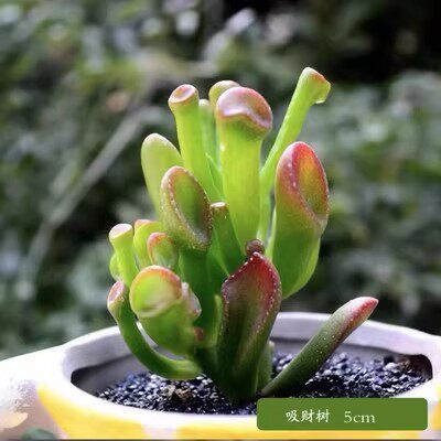 发财树盆栽绿金大植物钱树室内吸甲醛绿萝文竹水培富贵竹好养客厅