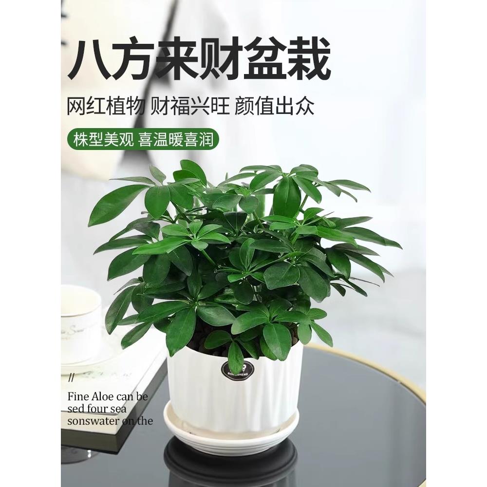 鸭脚木八财绿植盆方来栽办公室桌面四季常青吸甲醛植物客厅七叶莲
