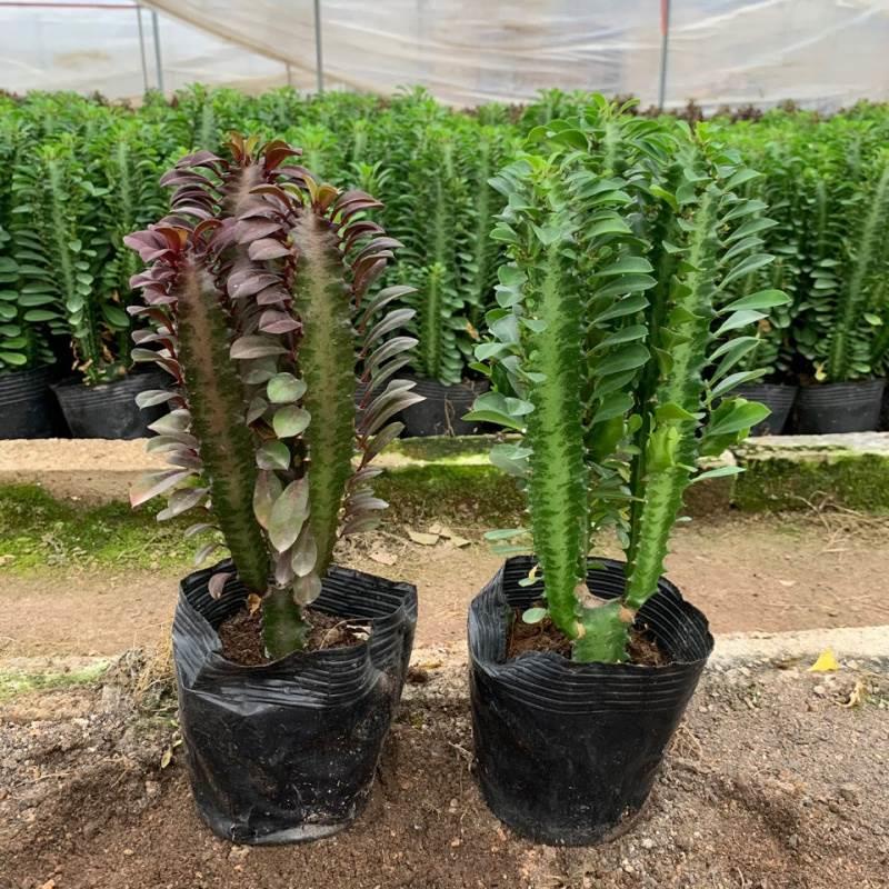 青龙骨红植物龙骨多肉好养活 室内阳台净化空气盆栽