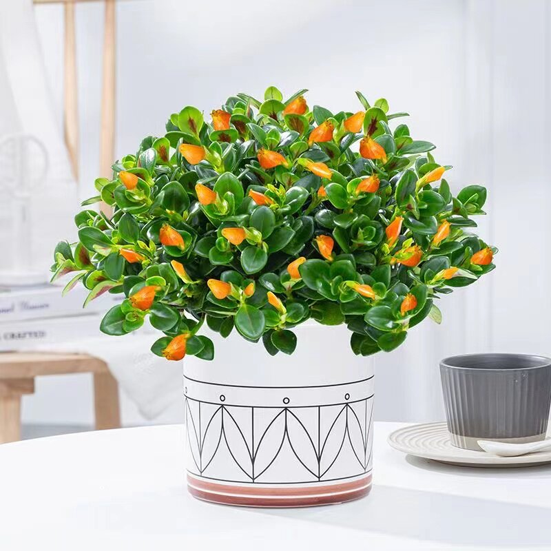 四季金鱼吊兰盆栽室花内绿植花卉多肉植物绿萝发财树好养植物花