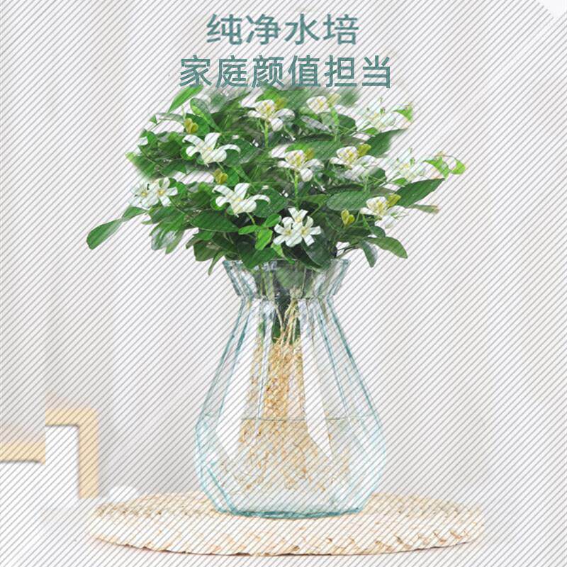水培九里香花卉盆栽绿植浓香四季花驱蚊驱虫植物室内阳台净化空气